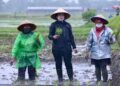 Puan Tanam Padi Saat Hujan Munuai Kritik ....