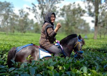 prawita genpari nikmati wisata berkuda di perkebunan teh kabupaten subang......