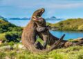 Tiket Pulau Komodo Rp 3,75 Juta. Pelaku Wisata Mogok Kerja ...