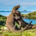 Tiket Pulau Komodo Rp 3,75 Juta. Pelaku Wisata Mogok Kerja ...