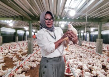 susi andrianis sang nahkoda pt. putratama group dalam budidaya peternakan....