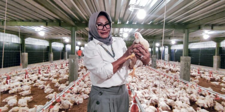 susi andrianis sang nahkoda pt. putratama group dalam budidaya peternakan....