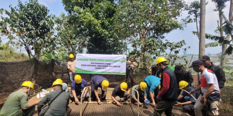 Perhutani Bandung Utara Laksanakan Tabur Benih Pinus