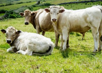 Harga Sapi Melonjak di Bandung