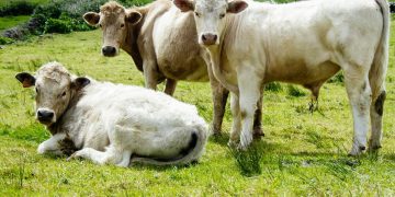 Harga Sapi Melonjak di Bandung