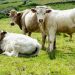 Harga Sapi Melonjak di Bandung